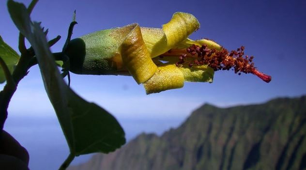 无人机在夏威夷协助寻回「已绝种」植物